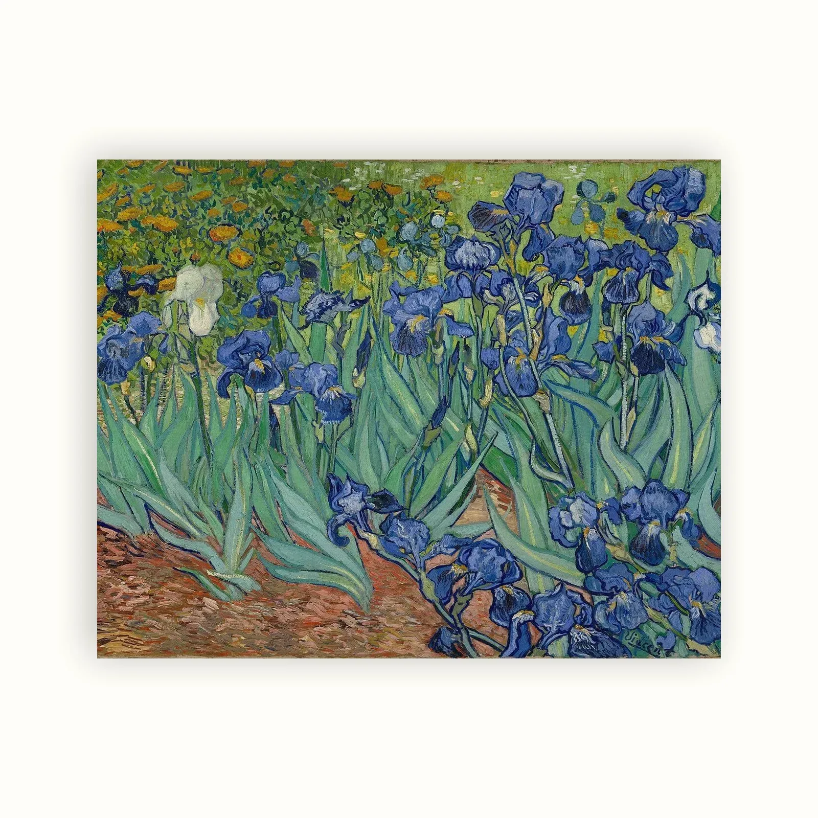 Irises by Vincent van Gogh, 1889: as a fine art print